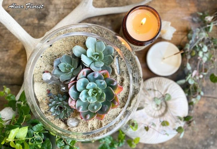 Terrarium for Begginers
