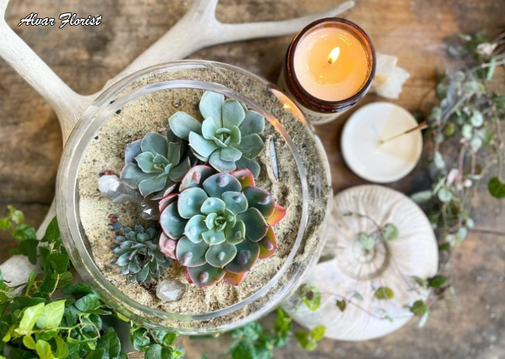 Terrarium for Begginers
