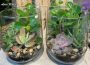 Terrarium Plant