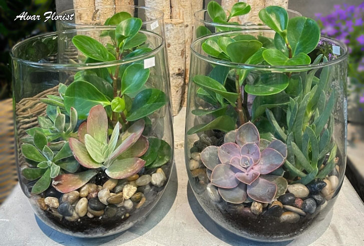 Terrarium Plant