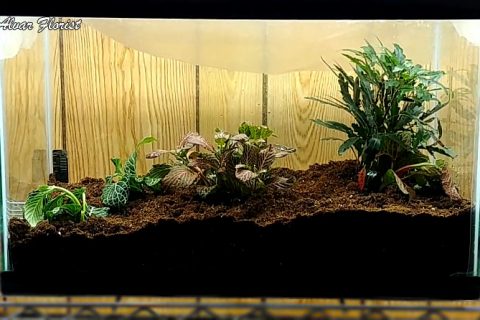 Aquarium into Terrarium