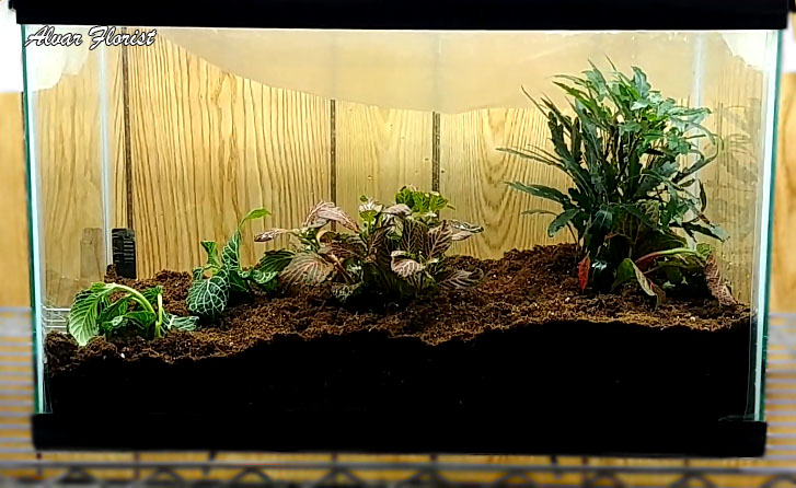 Aquarium into Terrarium