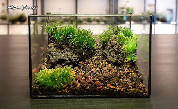 Moss Terrarium