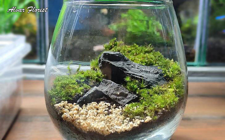 Terrarium Care