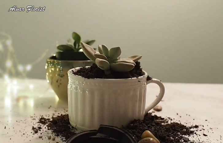 Terrarium in a glass cup