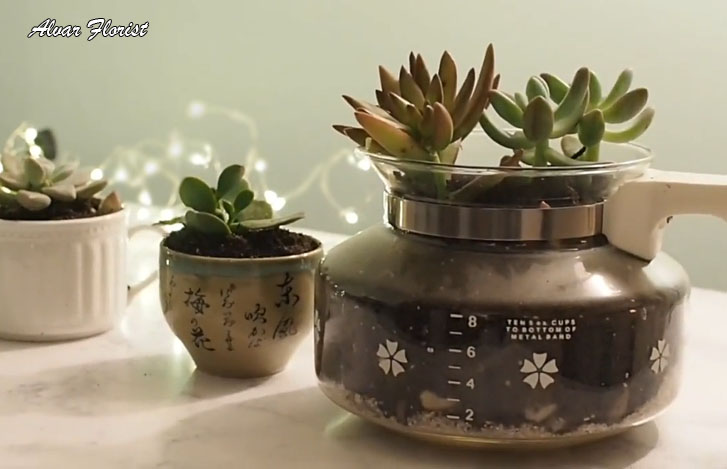 use a coffee pot for Terrarium