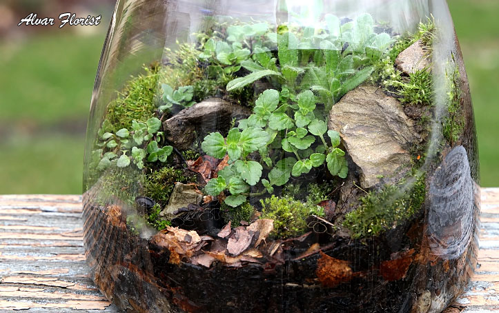 what is Terrarium plant