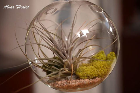 Air Plant Terrarium