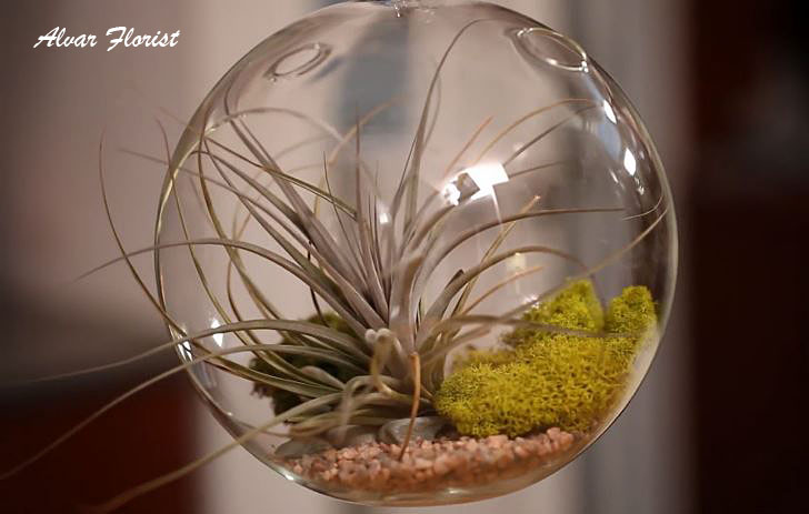 Air Plant Terrarium