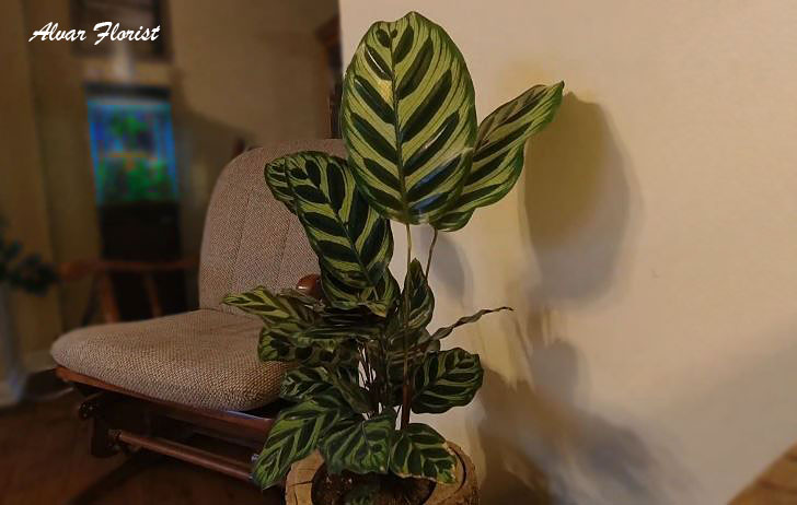 Calathea Makoyana