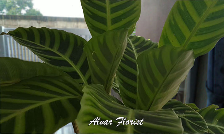 Calathea Zebrina