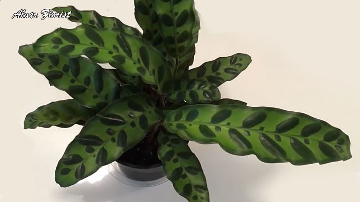 Calathea lancifolia