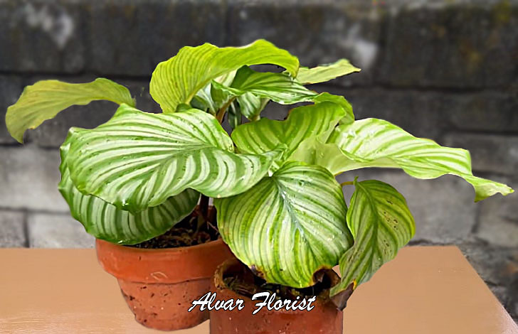 Calathea orbifolia