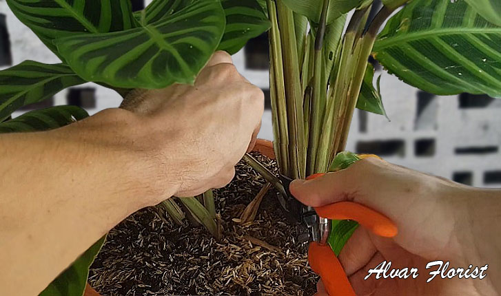 Calathea zebrina propagation