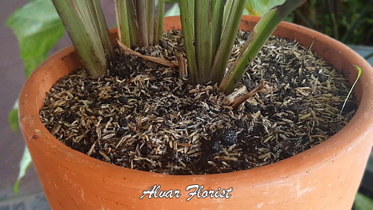 Calathea zebrina soil