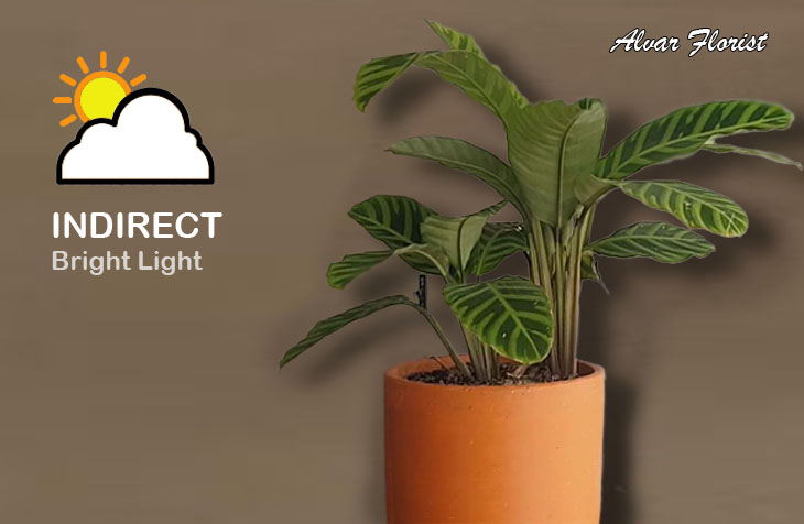 Light for calathea zebrina