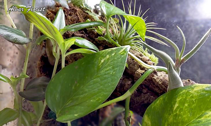 Reptile Terrarium