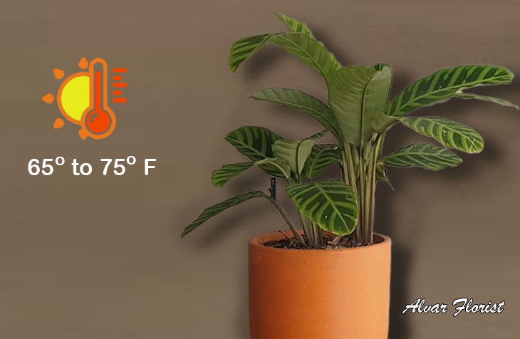 Temperature for calathea zebrina