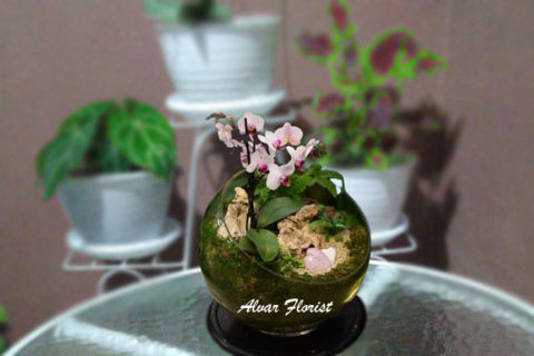 Terrarium in jar