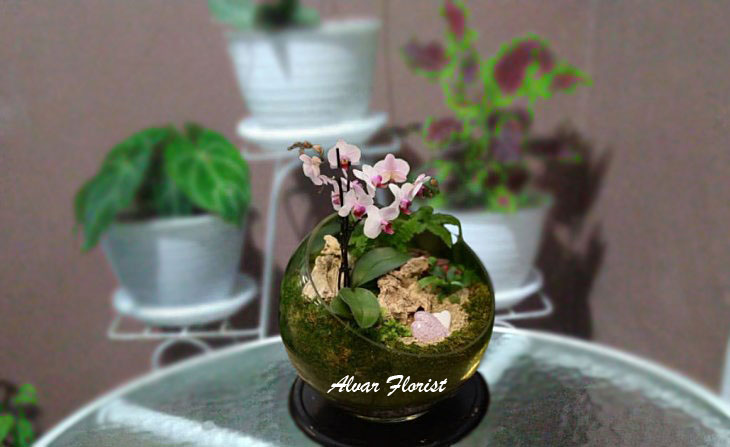 Terrarium in jar