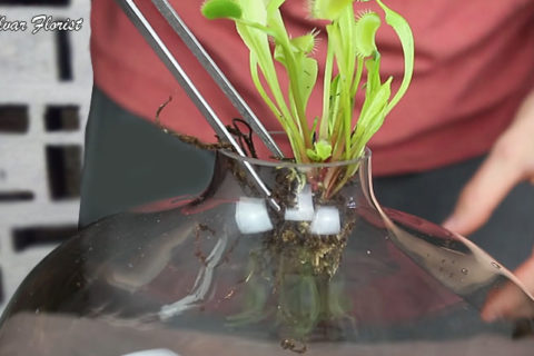 Venus Flytraps Terrarium