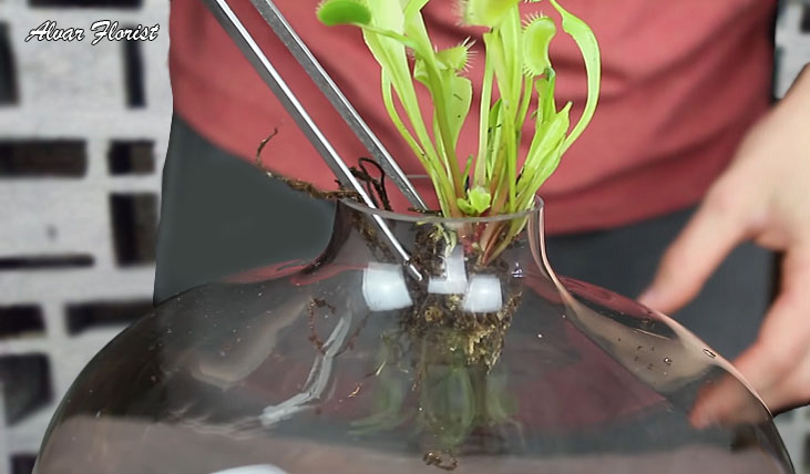Venus Flytraps Terrarium