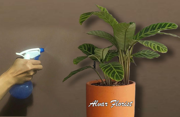 Water for calathea zebrina