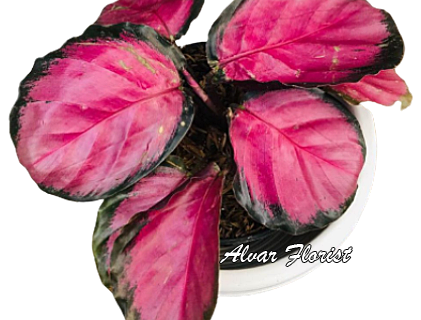 Calathea Crimson
