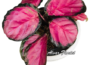 Calathea Crimson