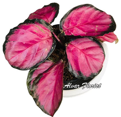 Calathea Crimson