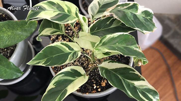 Calathea Fusion White