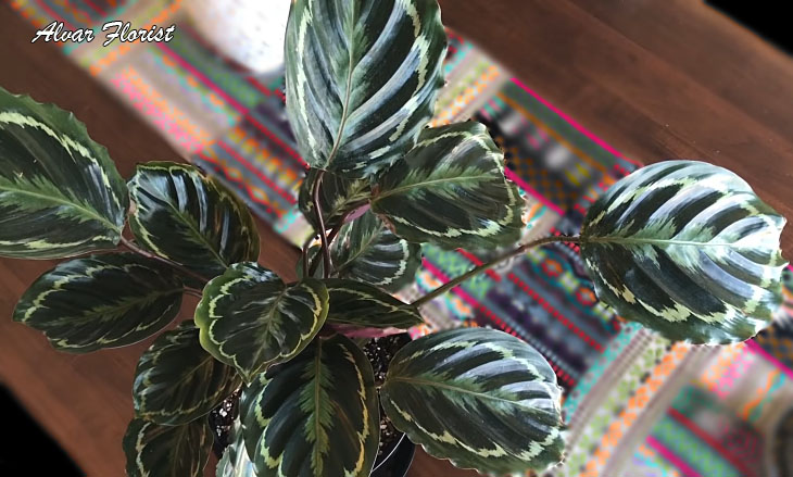 Calathea Medallion