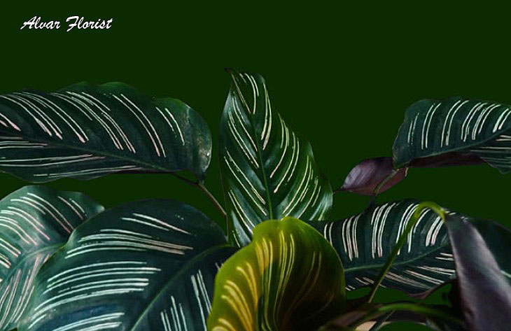 Calathea Ornata