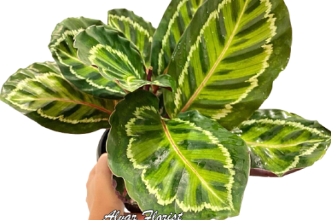 Calathea Roseopicta