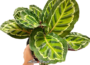 Calathea Roseopicta