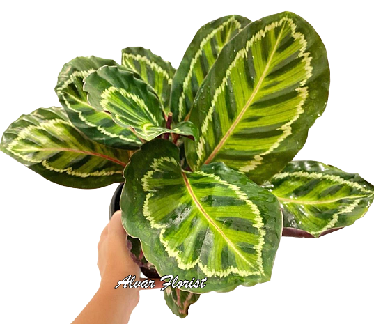 Calathea Roseopicta