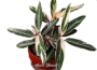 Calathea Triostar