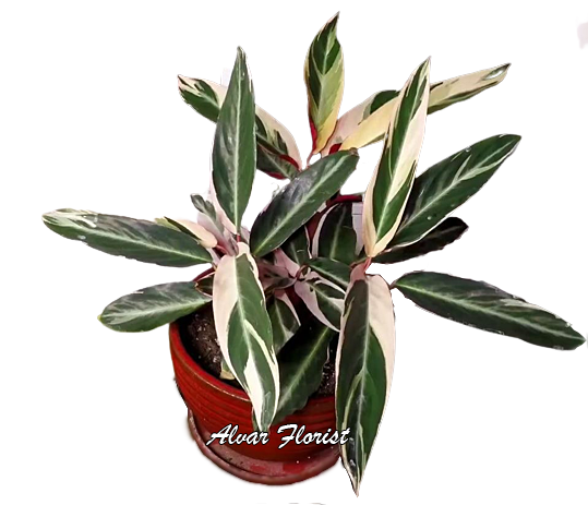 Calathea Triostar 