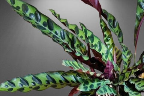 Calathea Lancifolia