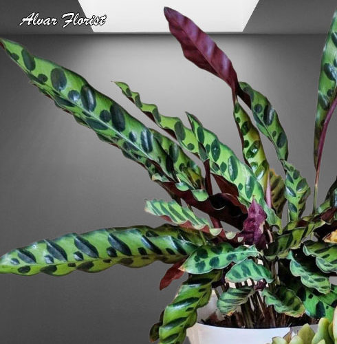 Calathea Lancifolia