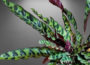 Calathea Lancifolia