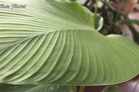 Calathea Lutea