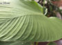 Calathea Lutea