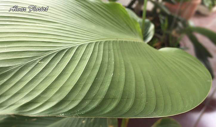 Calathea Lutea