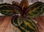 Calathea Roseopicta