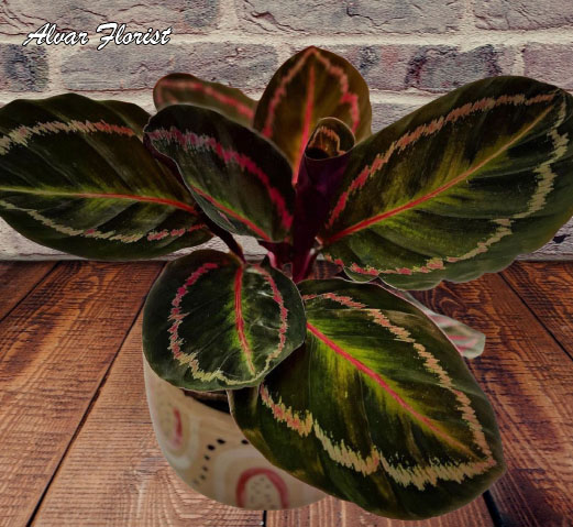 Calathea Roseopicta