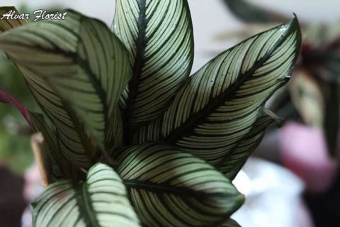 Calathea Whitestar