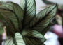 Calathea Whitestar