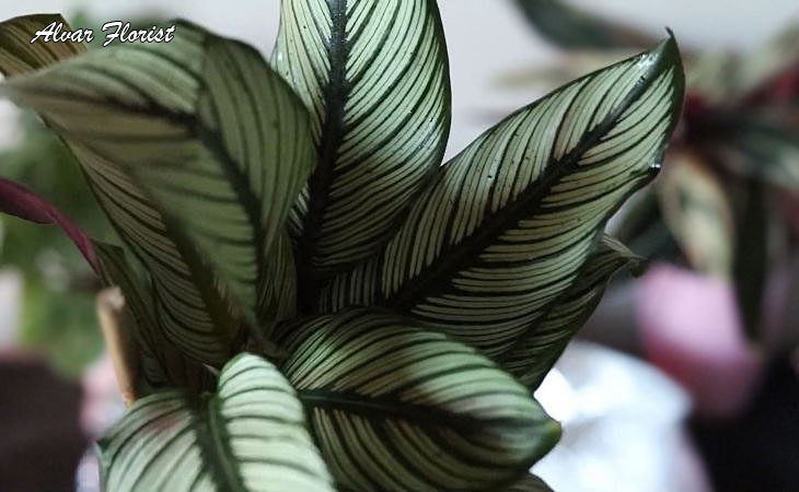 Calathea Whitestar