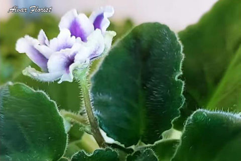 African Violet Flower